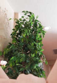 What a nice little ass Lulu Chu's bitch has.